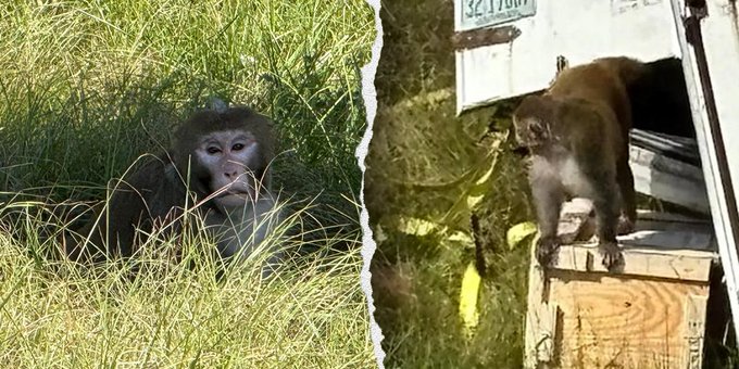 ‘I did what any other mother would do’ – Mom shoots down monkey that escaped from overturned truck to protect her children (Video)