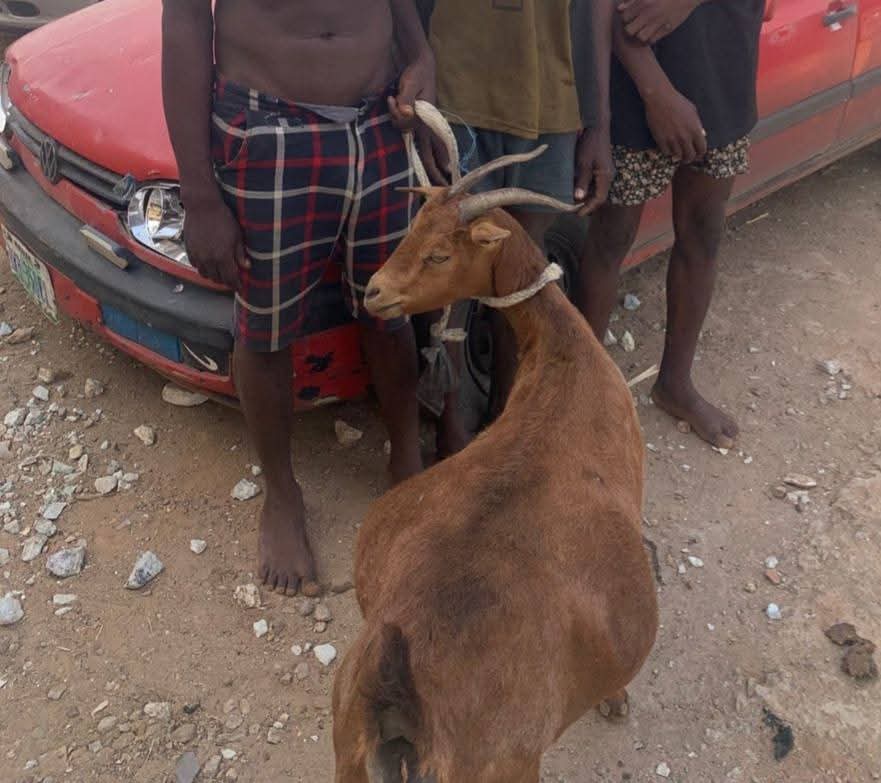 Police arrest three suspected livestock thieves, recover stolen goat in Niger State