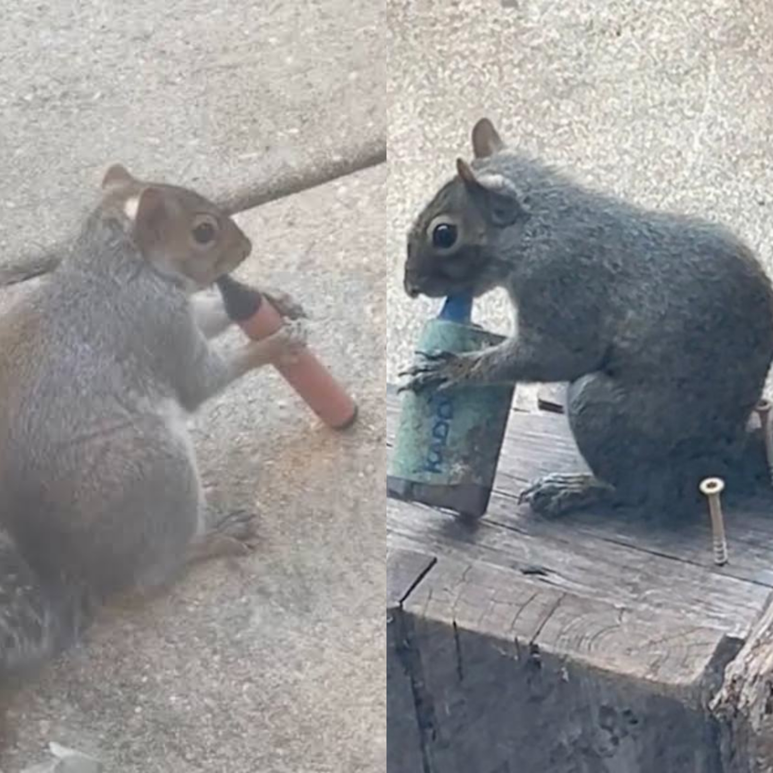 Squirrels now ‘vaping’ as pictures snapped in parks show them with e-cigarettes