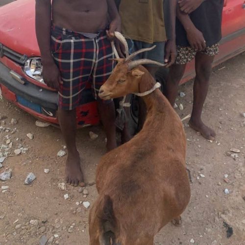 Police arrest three suspected livestock thieves, recover stolen goat in Niger State