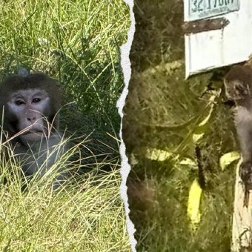 ‘I did what any other mother would do’ – Mom shoots down monkey that escaped from overturned truck to protect her children (Video)