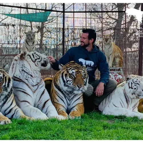 Tiger handler and ‘Joe Exotic associate’ fatally mauled by big Tiger at reserve