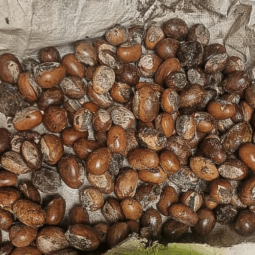 President Tinubu extends ban on raw shea nut exports to 2027